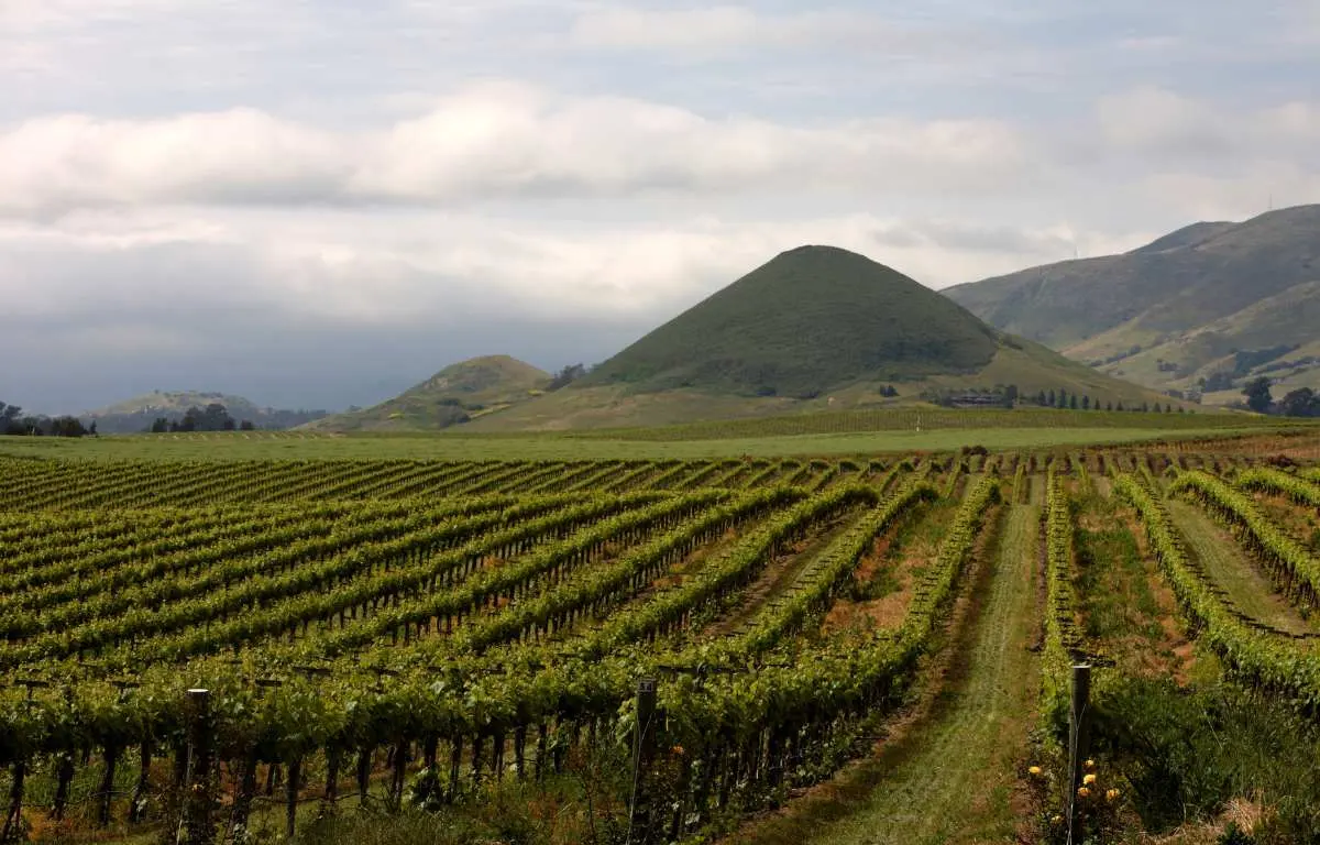 Edna Valley Wine Region