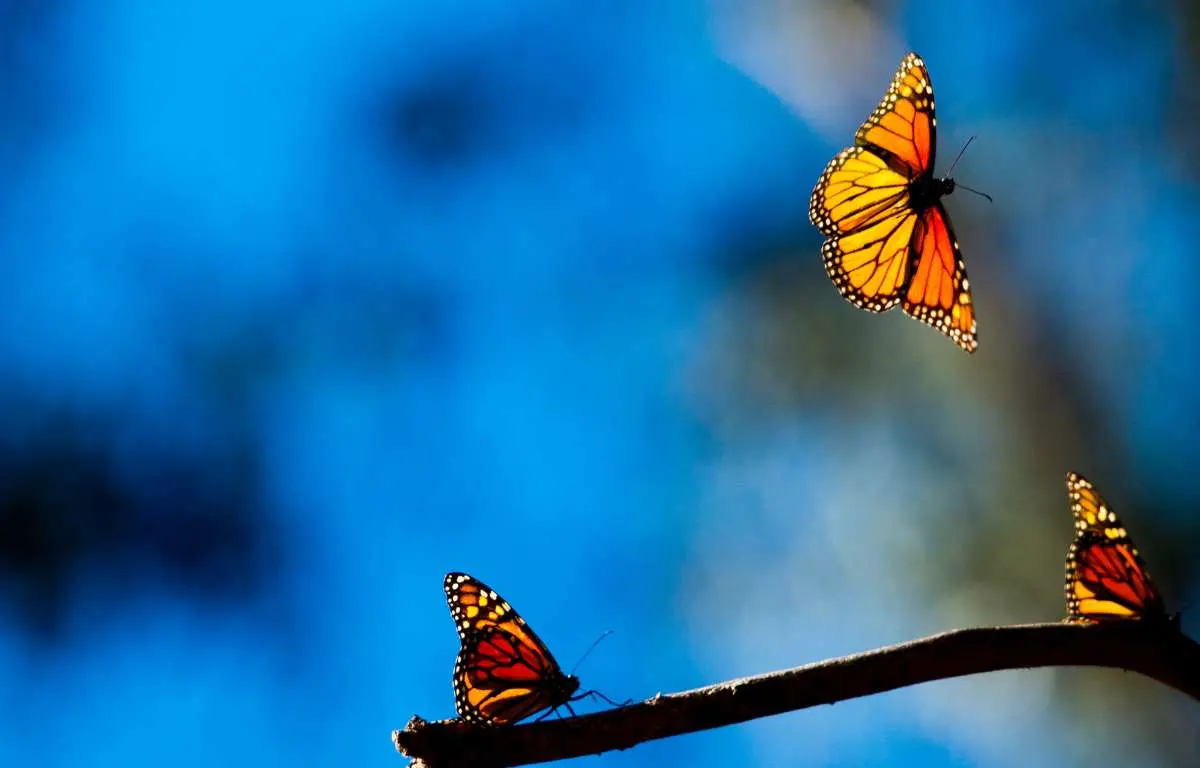 Monarch Butterfly Grove