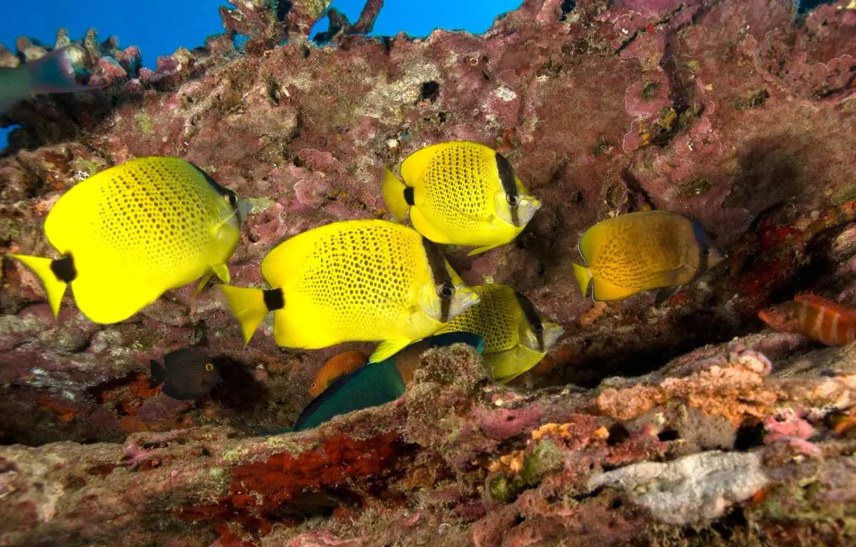 Snorkeling at Lanikai Beach: A Guide to the Best Spots